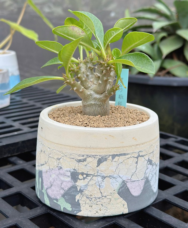 In stock//Windsor bottle dried colorful round Cement crack pot lucky potted root plant - Plants - Cement Yellow