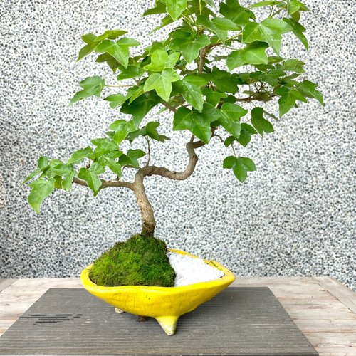 小品盆栽-銀楓盆景送禮野趣小品盆栽Rustic Charm Bonsai｜盆栽/植栽