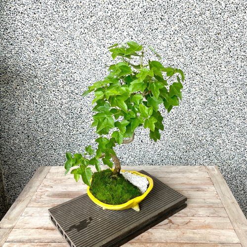 小品盆栽-銀楓盆景送禮野趣小品盆栽Rustic Charm Bonsai|植栽 小品盆栽-銀楓盆景送禮野趣小品盆栽Rustic Charm Bonsai|植栽