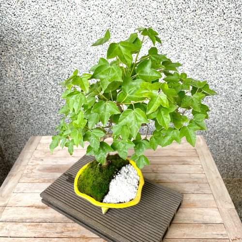 盆栽　楓　小品盆栽 楓【 20 B ― 12 】 - 小品盆栽専門店 湘風園オンラインショップ