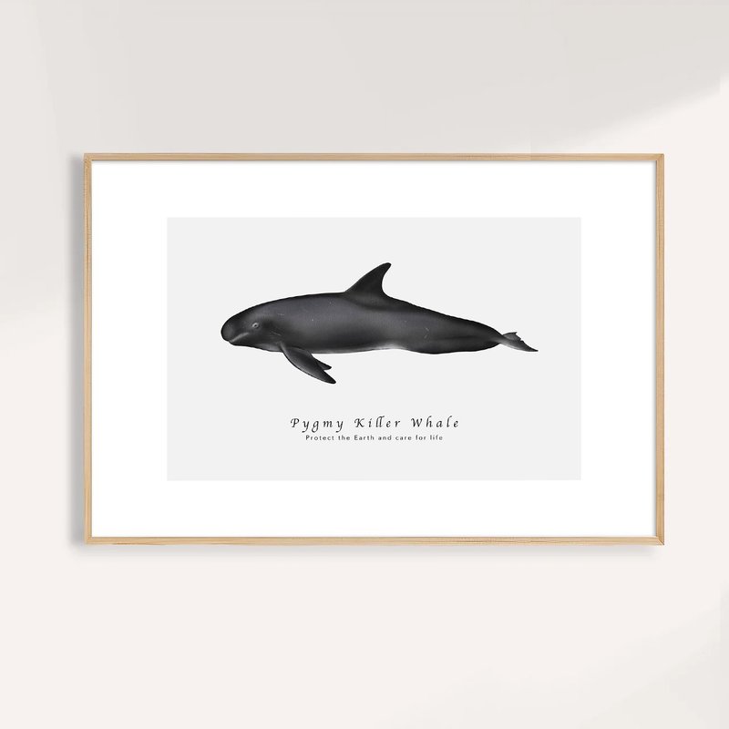 小虎鯨 Pygmy Killer Whale / 海洋動物插畫掛畫 / 藝術無框輸出 - 海報/掛畫/掛布 - 紙 