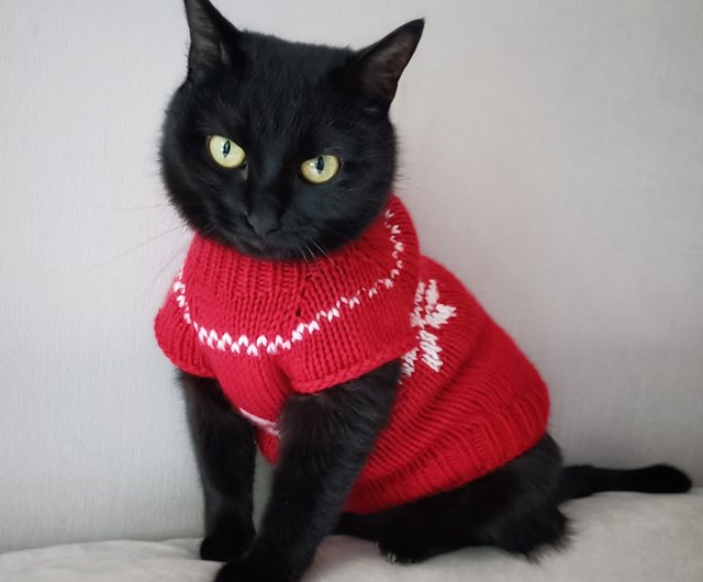 red cat jumper