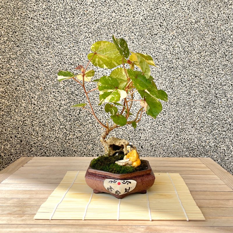 Small bonsai - variegated Hibiscus bonsai for gift giving - ตกแต่งต้นไม้ - พืช/ดอกไม้ 