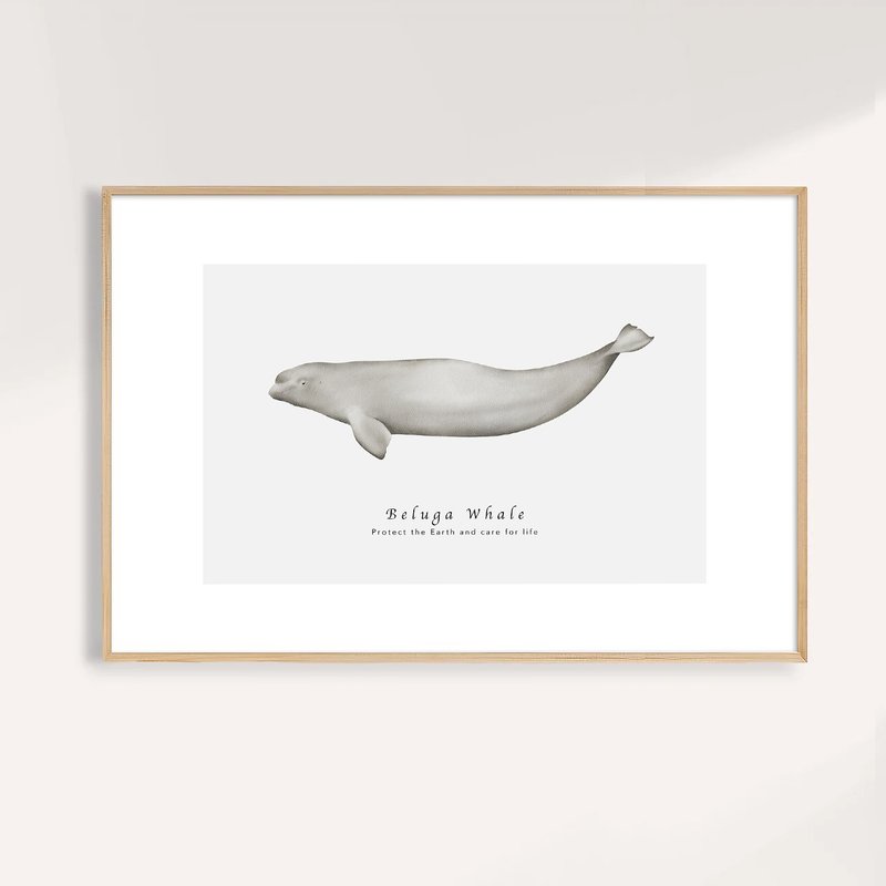 白鯨 Beluga Whale / 海洋動物插畫掛畫 / 藝術無框輸出 - 海報/掛畫/掛布 - 紙 