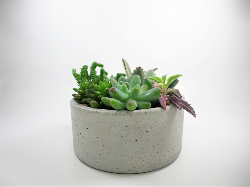 [Circle shallow pot - ash cement flower] / cement flower pots / pot cement / cement planting / cement basin is (.. Excluding Stone plant earth) - Plants - Cement Gray