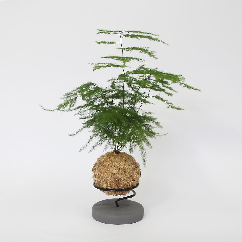 Asparagus bamboo moss ball + Cement base - ตกแต่งต้นไม้ - พืช/ดอกไม้ สีเขียว