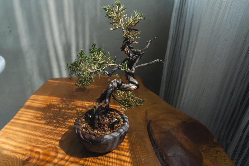 真柏文人樹 Bunjin style 糸魚川真柏 系魚川迷你盆栽 - 植栽/盆栽 - 植物．花 綠色