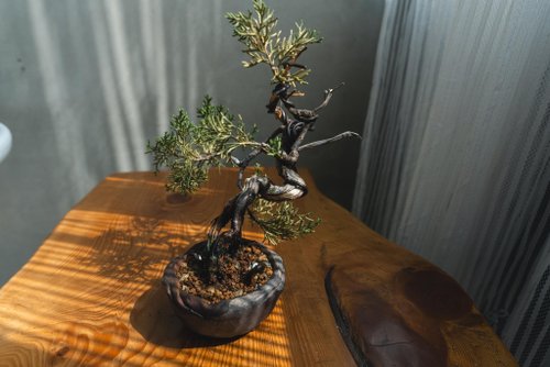 樹日生 真柏文人樹 Bunjin style 糸魚川真柏 系魚川迷你盆栽