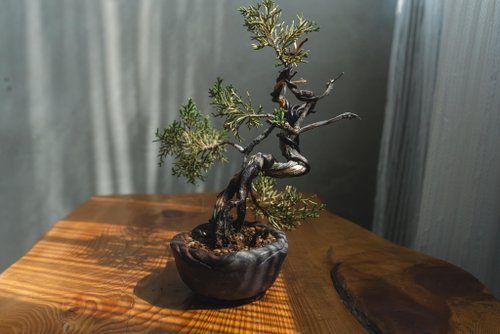 盆栽 糸魚川真柏 文人木 Amazon.co.jp: 糸魚川真柏 文人木 盆栽【泰寿園 Online】 : DIY