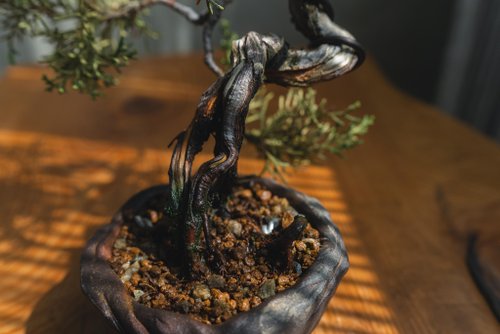 盆栽 糸魚川 真柏 文人 糸魚川真柏】 お洒落な文人木👍‼️