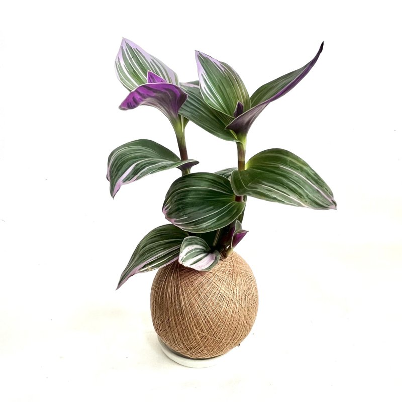 油畫婚禮吊蘭 / 三色水竹草 手作植栽苔球 - 盆栽/植栽 - 植物．花 