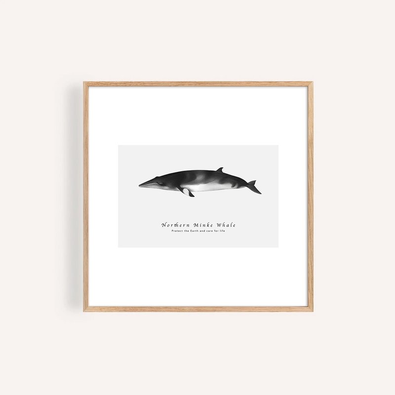 小鬚鯨 Northern Minke Whale / 海洋動物插畫掛畫/藝術無框輸出 - 海報/掛畫/掛布 - 紙 