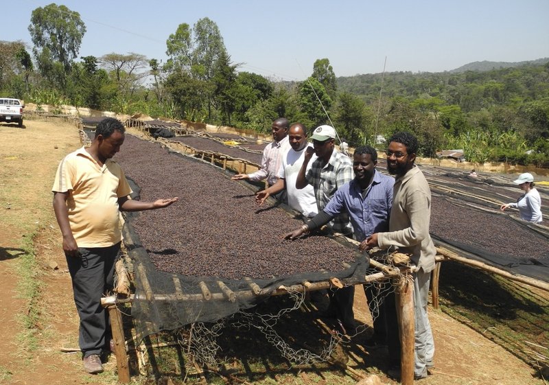 Coffee bean Guji red honey processing - กาแฟ - อาหารสด 