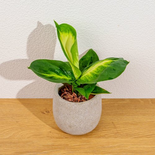 巧繪網植物館 瑪莉安黛粉葉 桌上型水泥盆栽 觀葉植物 禮物 盆栽 交換禮物