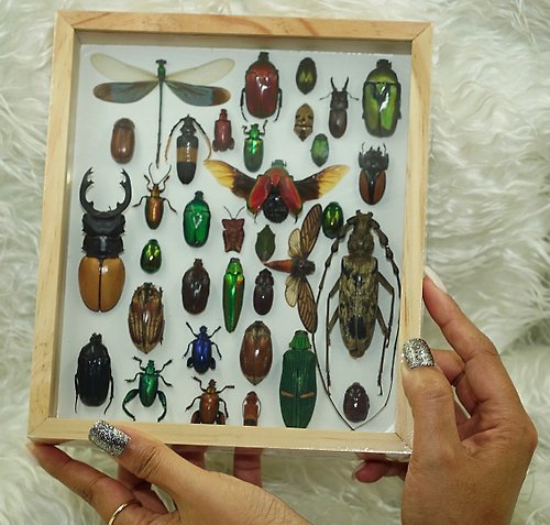 cococollection Set Mix Beetle Insect Taxidermy Entomology Wood Box Display Home Decor