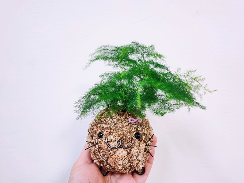 Japanese creative moss ball│Asparagus bamboo│Indoor plants│Window plants│Foliage plants - Plants - Plants & Flowers Green