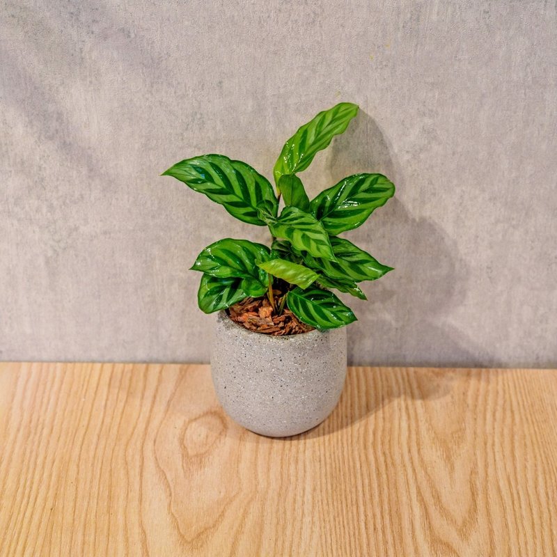 翠葉竹芋 桌上型水泥盆栽 觀葉植物 禮物 盆栽 交換禮物 - 盆栽/植栽 - 植物．花 灰色