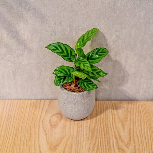 巧繪網植物館 翠葉竹芋 桌上型水泥盆栽 觀葉植物 禮物 盆栽 交換禮物