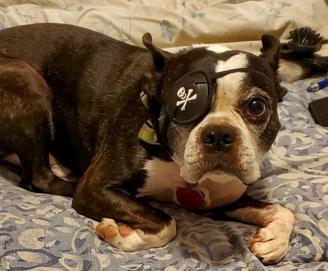 Eye patch for on sale dogs