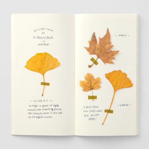 TRAVELER’S COMPANY Traveler's Notebook 補充包 MD 奶油紙 025
