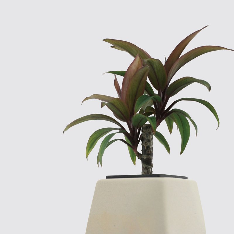 │ 方盆系列 │ 娃娃朱蕉 - 風水防小人 自動喝水 水耕盆栽 - 盆栽/植栽 - 植物．花 