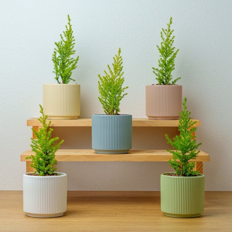 Crown cypress plant Morandi color straight pattern pottery pot indoor plant foliage plant gift potted plant - Plants - Porcelain Green