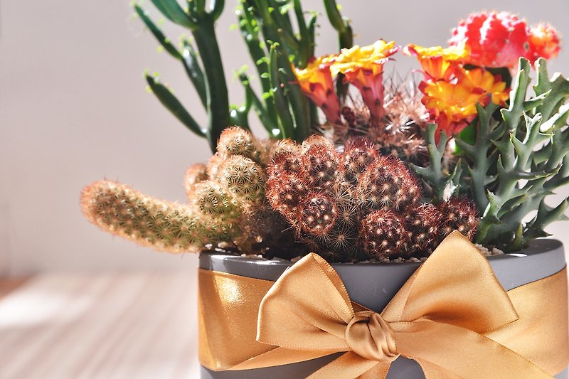 Black pot expensive cactus group | promotion official opening pot - Plants - Paper Black
