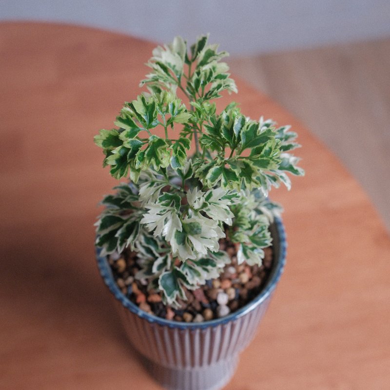 羽葉福祿桐/辦公室植物/室內植物 - 植栽/盆栽 - 植物．花 