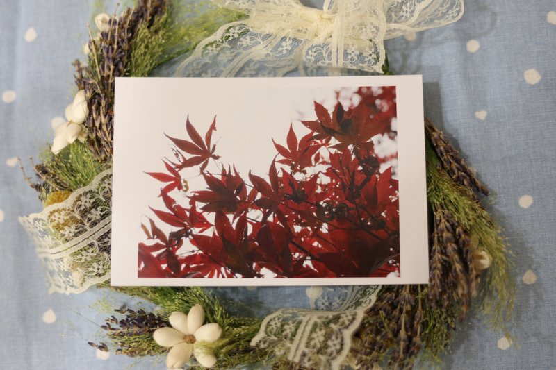【明信片】楓葉一片一片maple leaf - 卡片/明信片 - 紙 白色