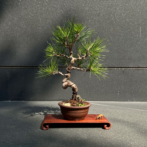 mu bonsai 茉莉愛草 常青樹 日本三河黑松∣中品盆景