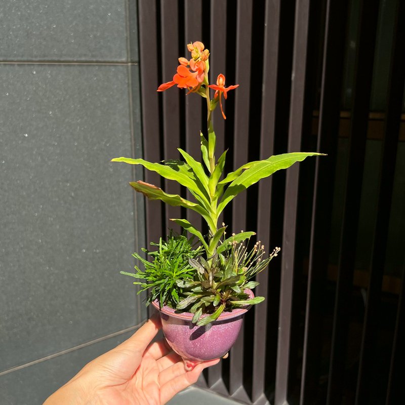 Colorful jade phoenix | rare mountain weed potted plant in bloom - ตกแต่งต้นไม้ - ดินเผา 