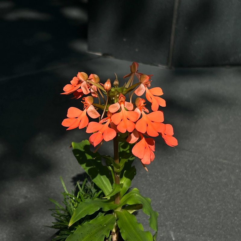 Colorful jade phoenix | Rare mountain wild grass rose-colored potted plant in bloom - Pottery & Ceramics - Pottery 