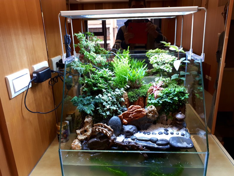 開運生態造景魚缸AC-45海灣型 居家風水最耀眼的擺飾 - 盆栽/植栽 - 玻璃 