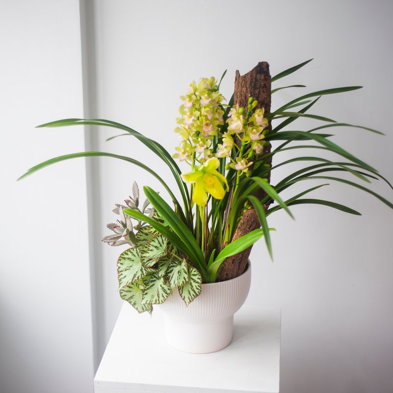 【春節限定】タイガーオーキッドと蘭の鉢植え | 栄盛 | 開店祝い | ホームデコレーション - 観葉植物 - 寄せ植え・花 グリーン