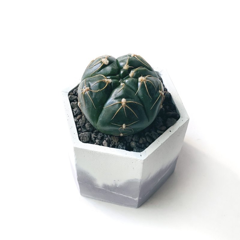 (現貨) 莫蘭迪紫系列 | 海王丸 六邊形雙色水泥仙人掌植栽 - 盆栽/植栽 - 植物．花 紫色