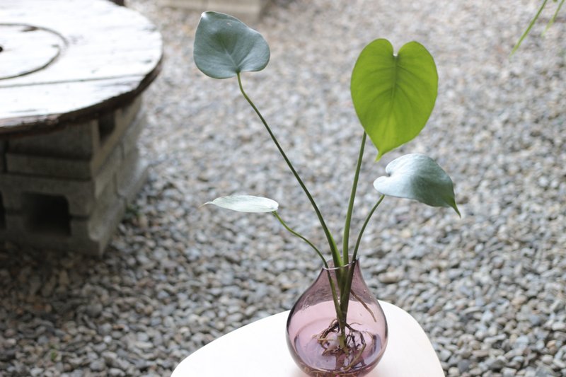 水培植栽│小龜背芋_室內植物  辦公室盆栽  店內擺設 - 盆栽/植栽 - 玻璃 