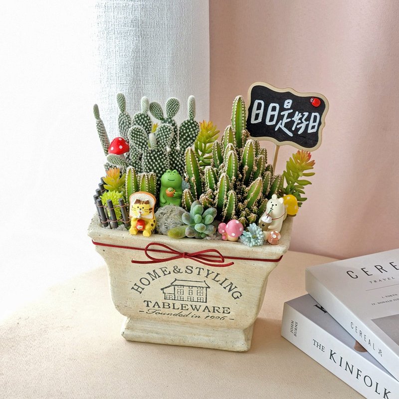 PD150 succulent cactus potted plant/cute doll potted plant opening plant - Plants - Plants & Flowers 