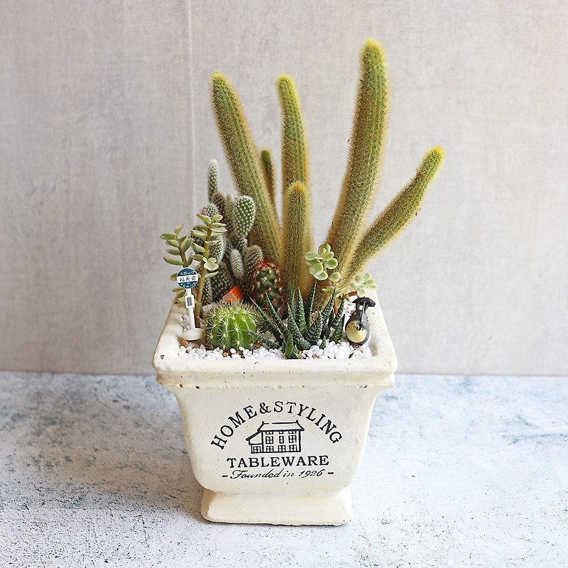 PD137/Cactus Cream Square Potted Plant/Opening Flower Ceremony/Opening Planting/Birthday Gift/Succulent - ตกแต่งต้นไม้ - พืช/ดอกไม้ สีเขียว