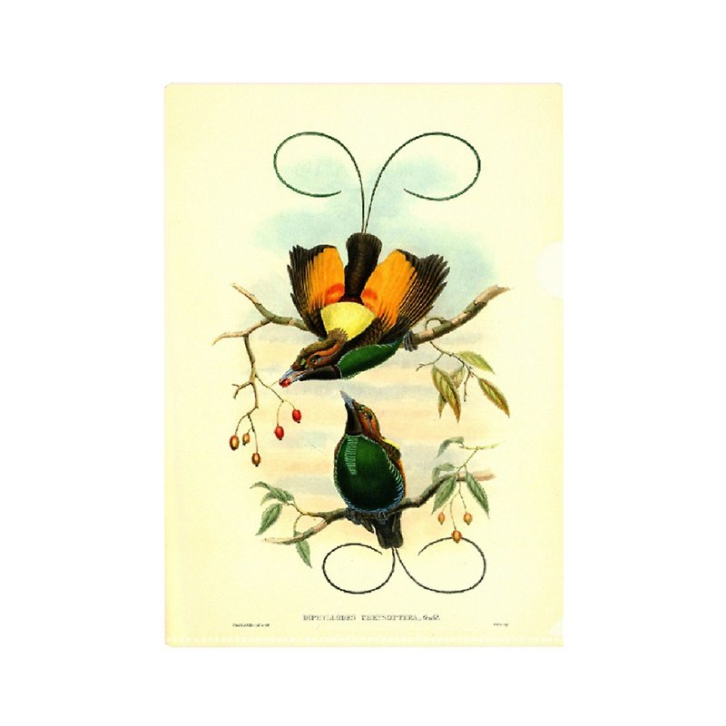 Zoological Museum/Bird of Paradise Folder - แฟ้ม - พลาสติก 
