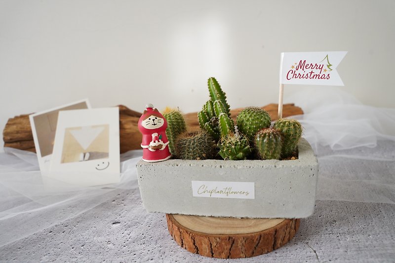 [Plants and Flowers] Succulent Cactus Potted Plants Birthday Gifts Valentine’s Day Gifts Promotion and New Home Gifts - ตกแต่งต้นไม้ - พืช/ดอกไม้ 