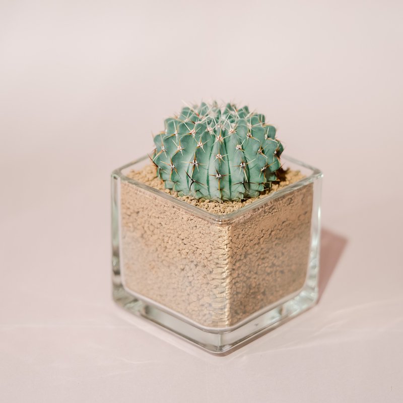 方型玻璃盆與仙人掌 - 盆栽/植栽 - 植物．花 