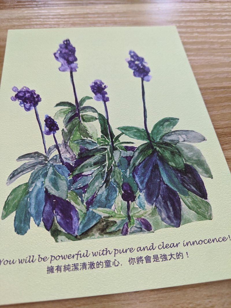 POSTCARDS - Flower - Clary Sage - การ์ด/โปสการ์ด - กระดาษ หลากหลายสี