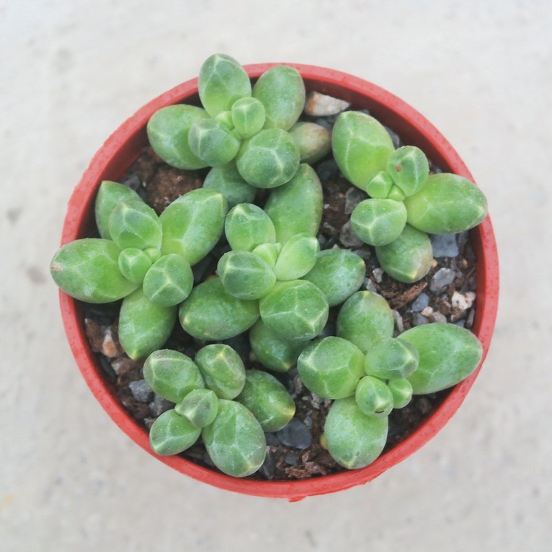 【荳荳多肉】【千代田之松】喬遷│送禮│升遷│多肉植物 - 盆栽/植栽 - 植物．花 多色