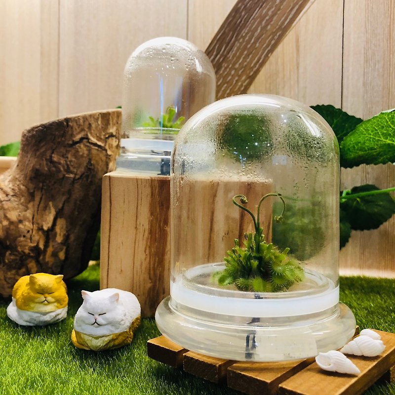 Insectivorous plants [Venus flytrap/ Felt moss] Glass Ball 2 Small Chamber Bottle Plant Exclusive Product - Plants - Glass Transparent