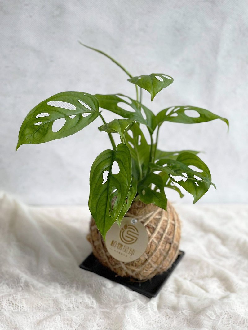 Foliage Plants*PD46/Window Tortoises/Small Moss Balls/Wedding Objects/Opening Gifts/Home Greening - Plants - Plants & Flowers 