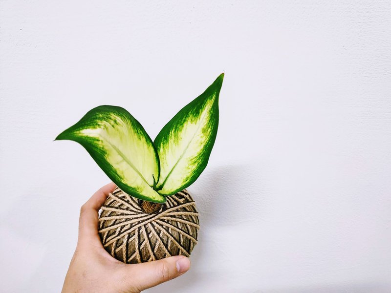 瑪莉安黛粉葉苔球│室內植物│窗邊植物│觀葉植物 - 盆栽/植栽 - 植物．花 黃色
