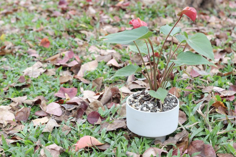 土培植栽│粉紅/紅火鶴花_室內植物 辦公室盆栽  店內擺設 - 盆栽/植栽 - 陶 