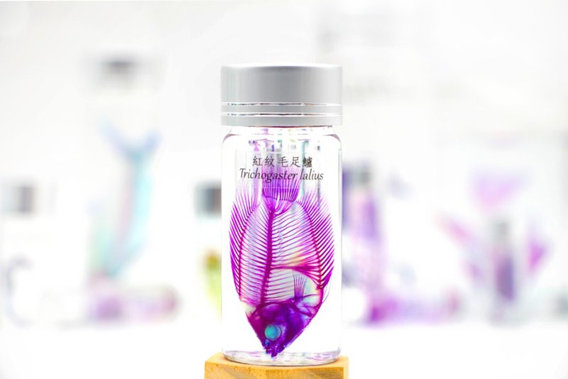 透明生物標本 - 紅紋毛足鱸 Trichogaster lalius - 擺飾/家飾品 - 玻璃 