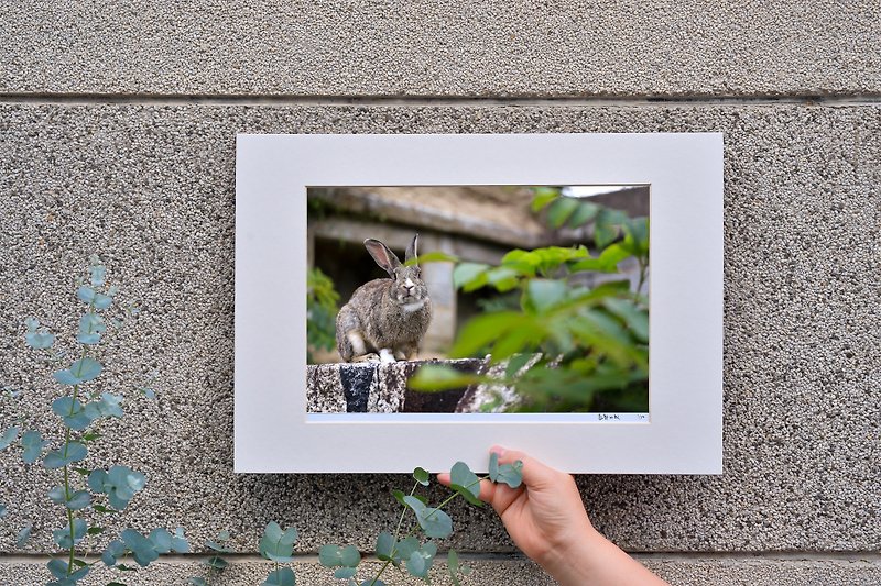Original limited edition rabbit photography art-Aimer - ของวางตกแต่ง - กระดาษ สีเทา