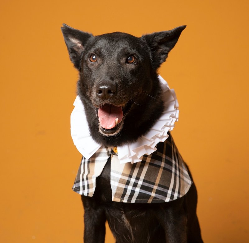 Pet Costume - Elizabethan Ruffs / Neck Ruff - ชุดสัตว์เลี้ยง - ผ้าฝ้าย/ผ้าลินิน หลากหลายสี